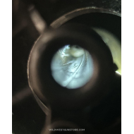 Colt Single Action Army Bisley Model Calibre .32-20 WCF – Fabrication 1899 Canon 4¾’’
